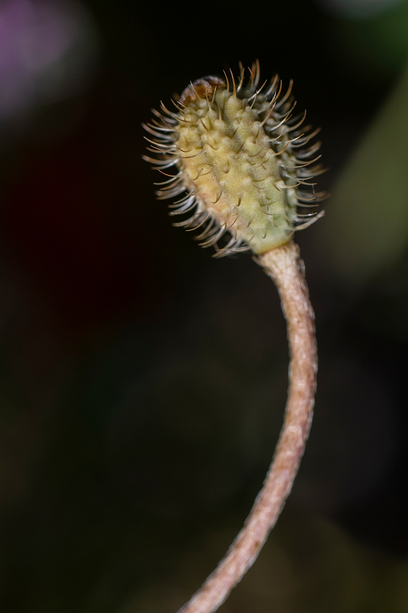 David Plant Photography - Wildlife Photography - Rough poppy - A.JPG - Rough poppy - Kent