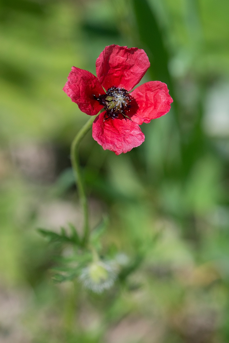 David Plant Photography - Wildlife Photography - Rough poppy - B_2.JPG - Rough poppy - Hertfordshire