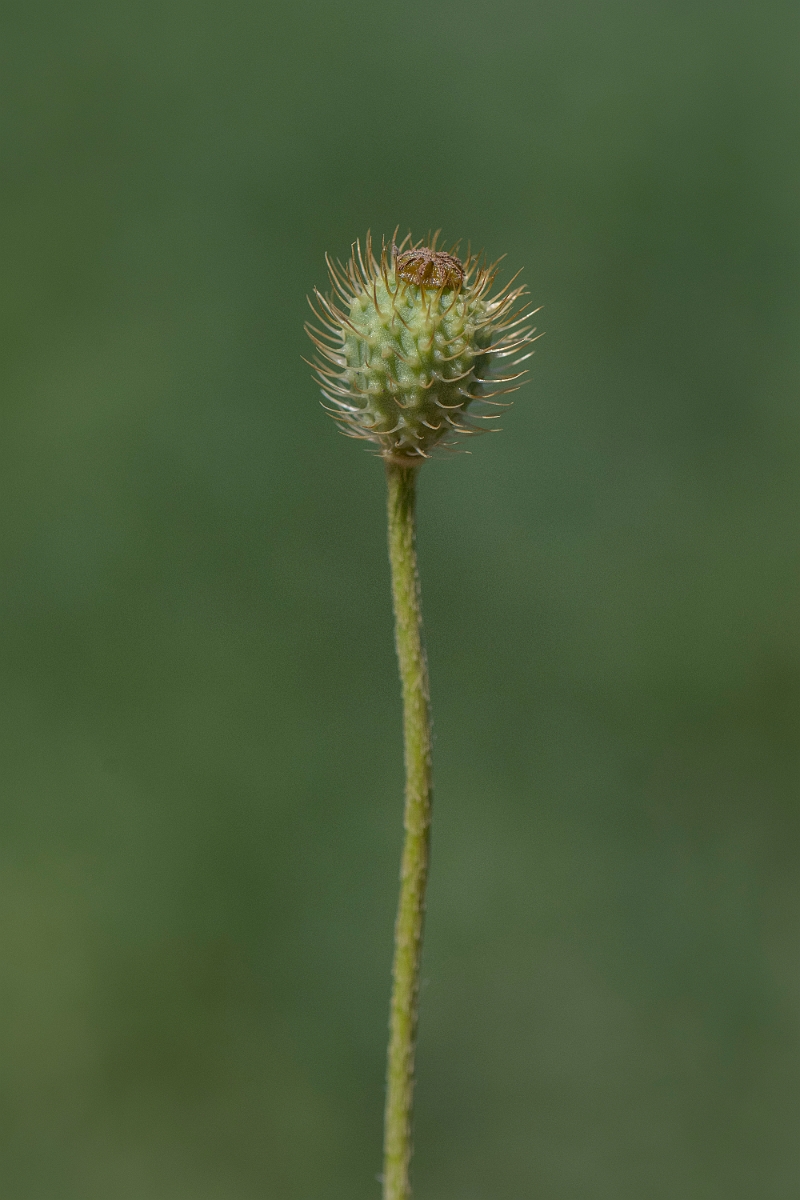 David Plant Photography - Wildlife Photography - Rough poppy - C.JPG - Rough poppy - Kent