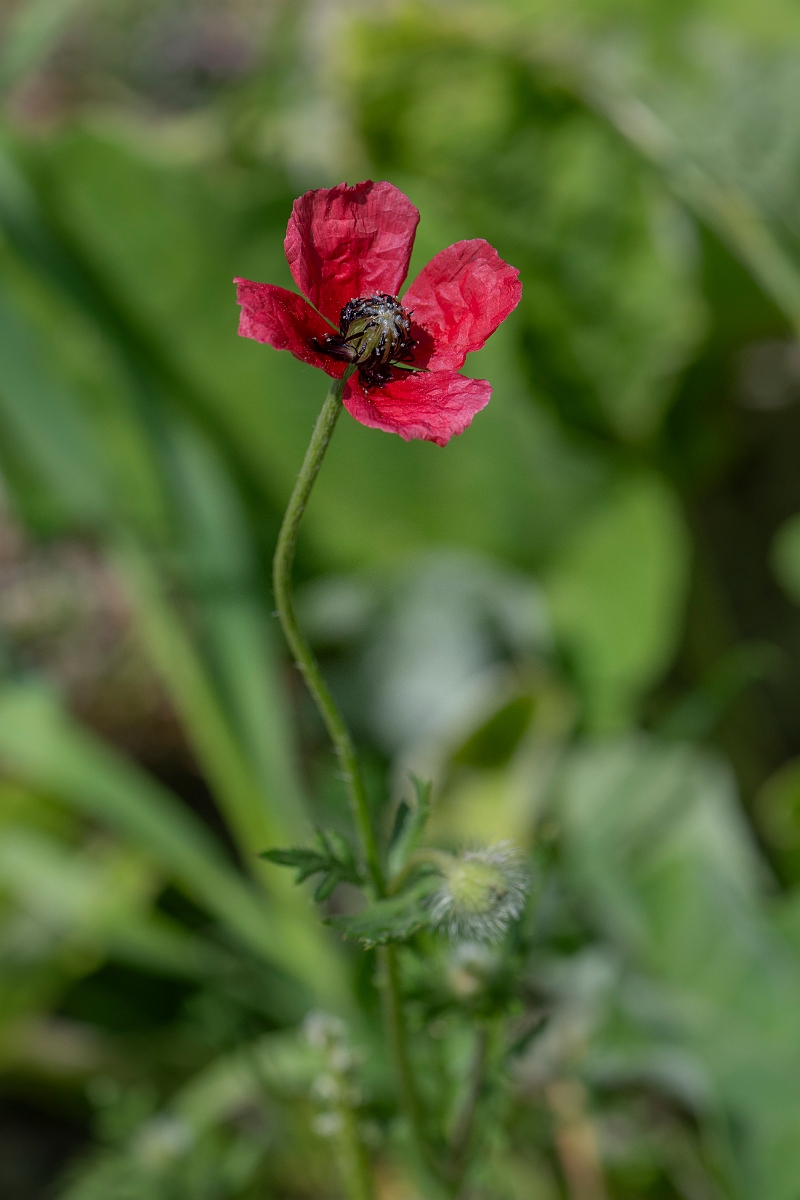 David Plant Photography - Wildlife Photography - Rough poppy - C_2.JPG - Rough poppy - Hertfordshire