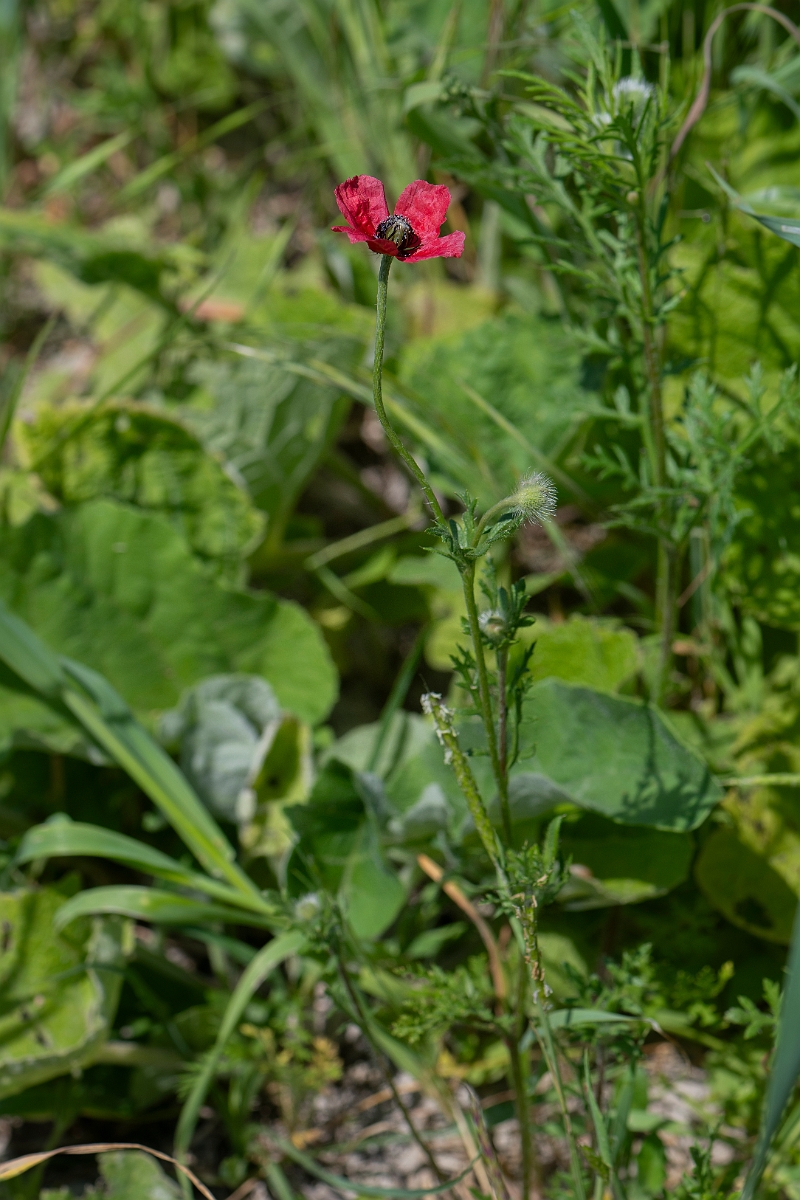 David Plant Photography - Wildlife Photography - Rough poppy - D.JPG - Rough poppy - Hertfordshire