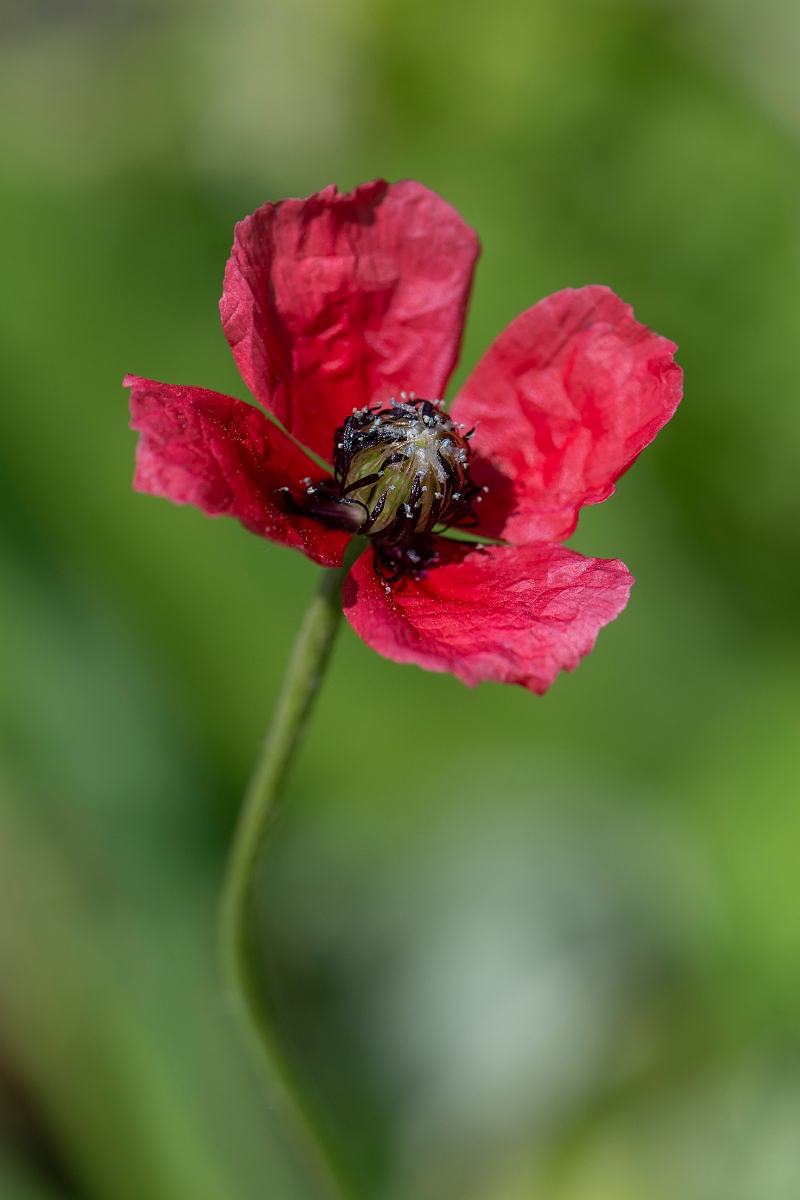 David Plant Photography - Wildlife Photography - Rough poppy - E.JPG - Rough poppy - Hertfordshire