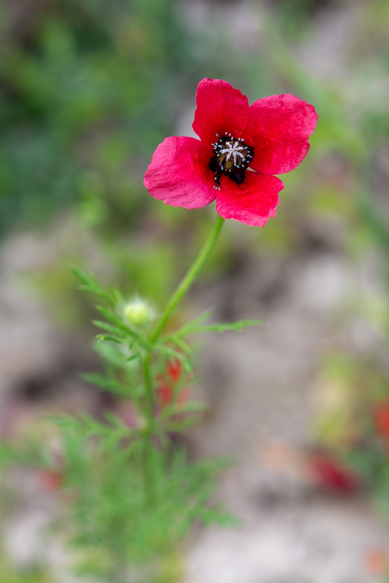 David Plant Photography - Wildlife Photography - Rough poppy - F.jpg - Rough poppy - Hertfordshire