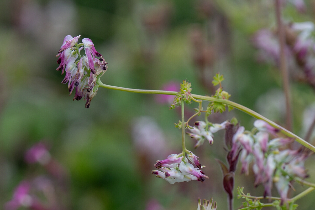 David Plant Photography - Wildlife Photography - White ramping fumitory - A.jpg - White ramping fumitory - Cornwall