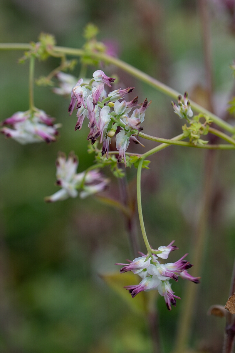 David Plant Photography - Wildlife Photography - White ramping fumitory - B.jpg - White ramping fumitory - Cornwall