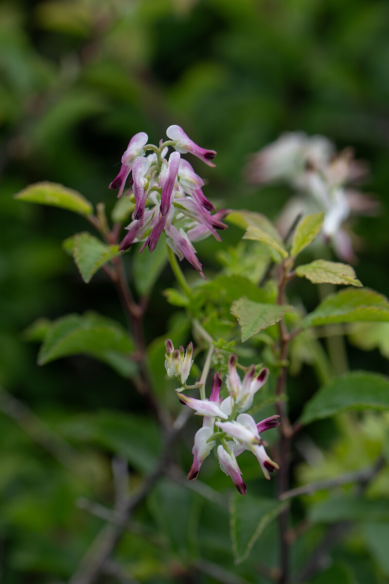 David Plant Photography - Wildlife Photography - White ramping fumitory - C.jpg - White ramping fumitory - Cornwall