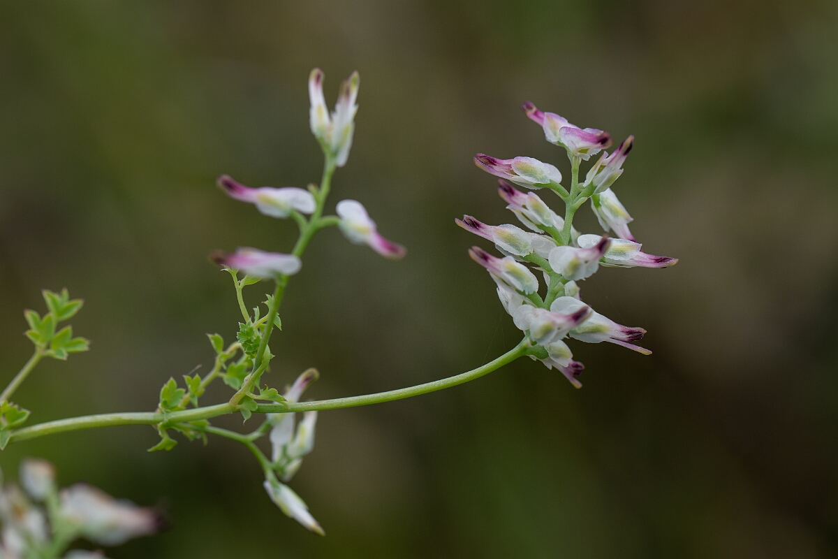 David Plant Photography - Wildlife Photography - White ramping fumitory - D.jpg - White ramping fumitory - Cornwall