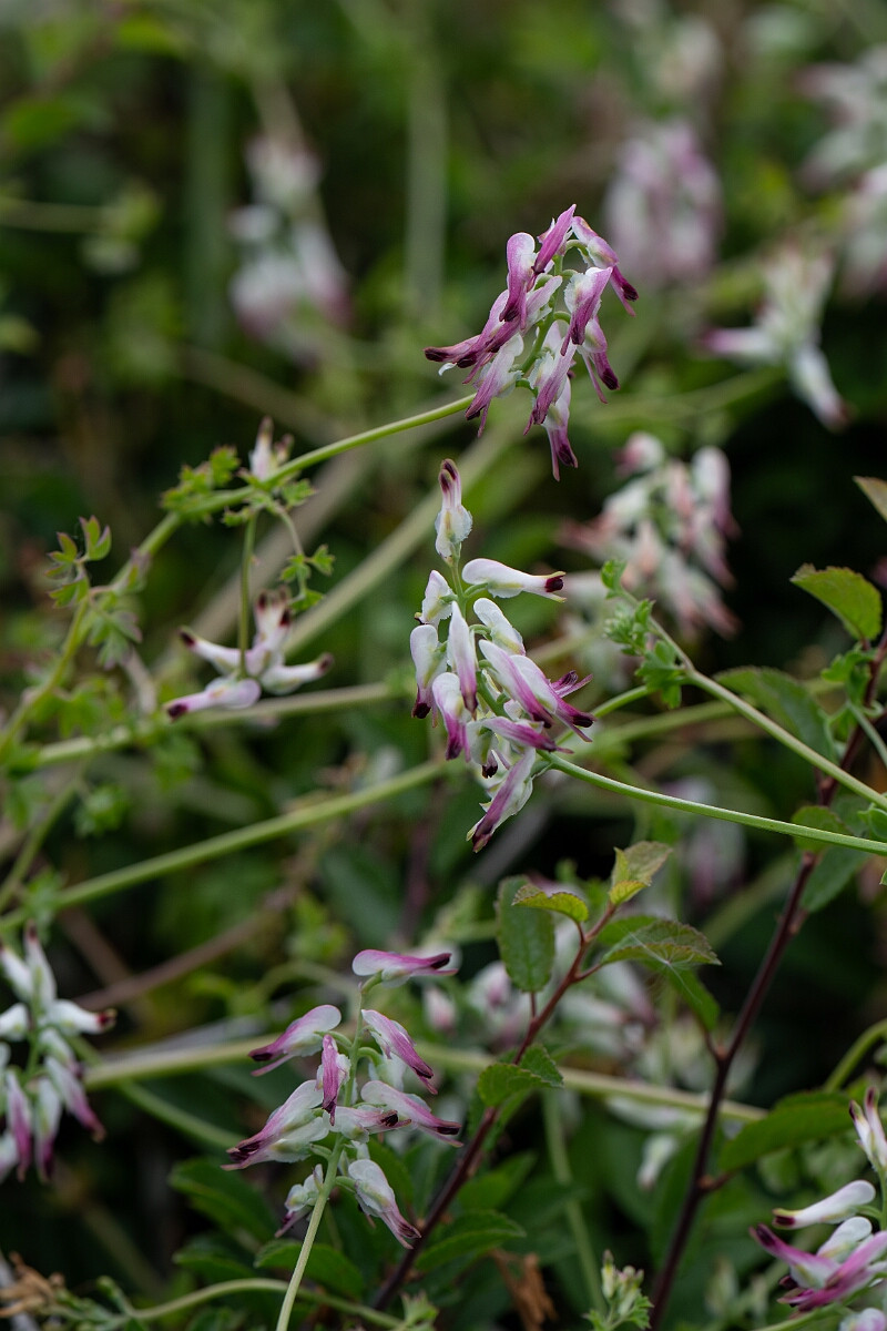 David Plant Photography - Wildlife Photography - White ramping fumitory - G.jpg - White ramping fumitory - Cornwall