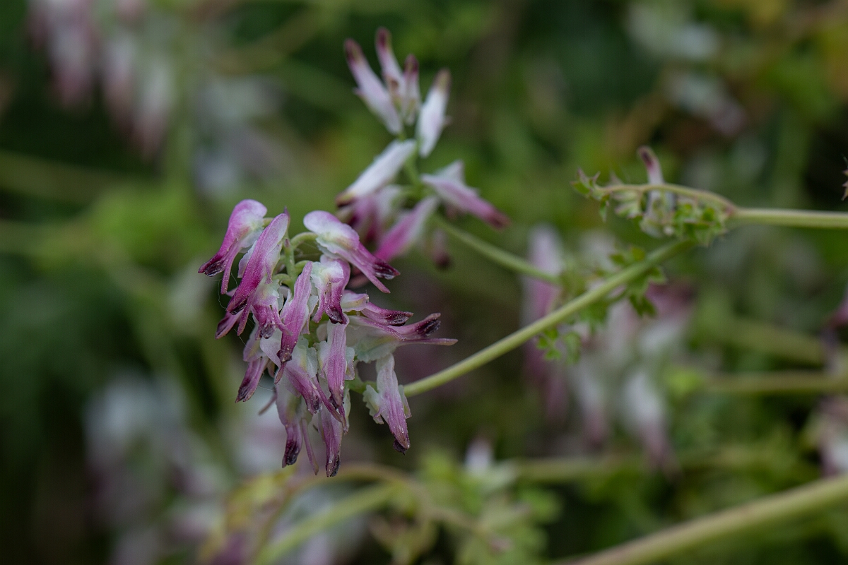 David Plant Photography - Wildlife Photography - White ramping fumitory - H.jpg - White ramping fumitory - Cornwall