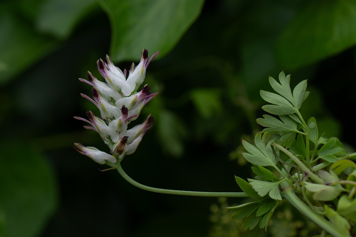 David Plant Photography - Wildlife Photography - White ramping fumitory - I.jpg - White ramping fumitory - Cornwall