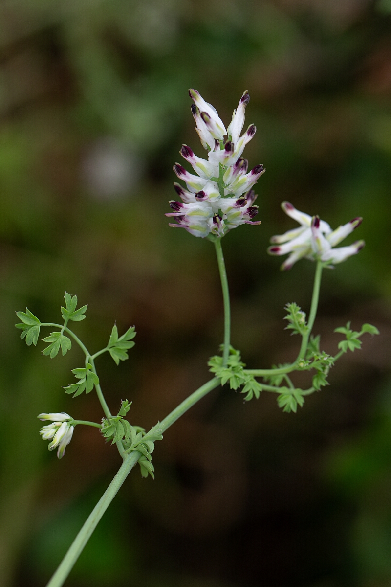 David Plant Photography - Wildlife Photography - White ramping fumitory - K.jpg - White ramping fumitory - Cornwall