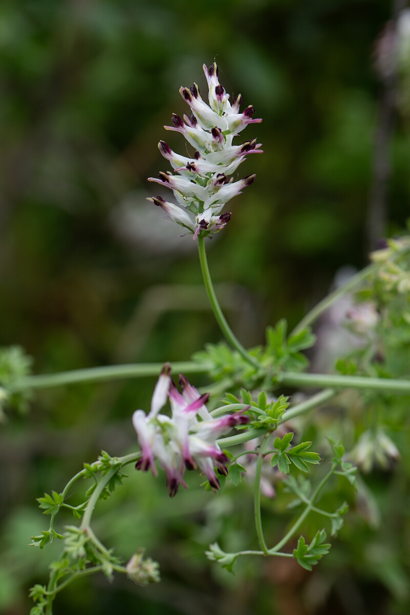 David Plant Photography - Wildlife Photography - White ramping fumitory - L.jpg - White ramping fumitory - Cornwall
