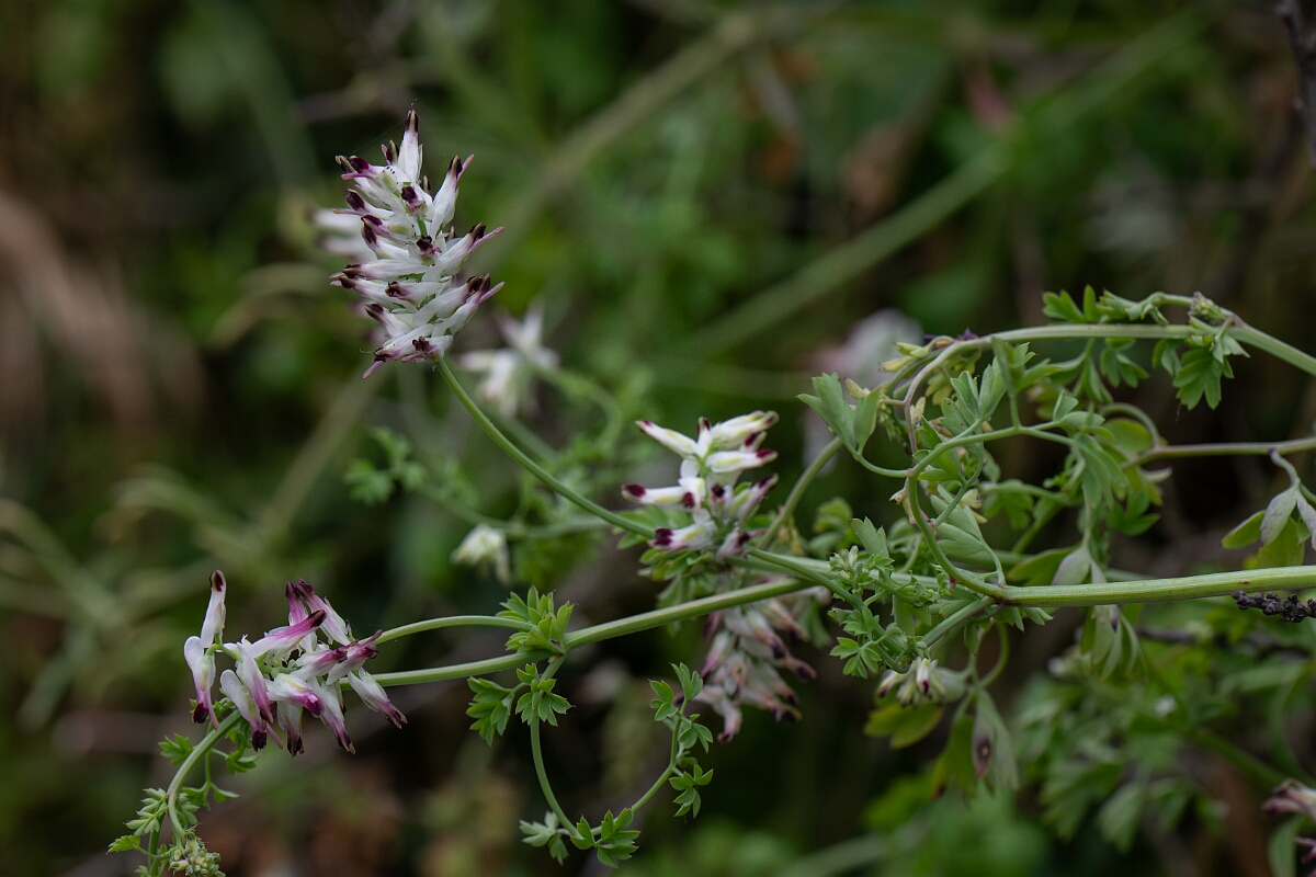 David Plant Photography - Wildlife Photography - White ramping fumitory - M.jpg - White ramping fumitory - Cornwall
