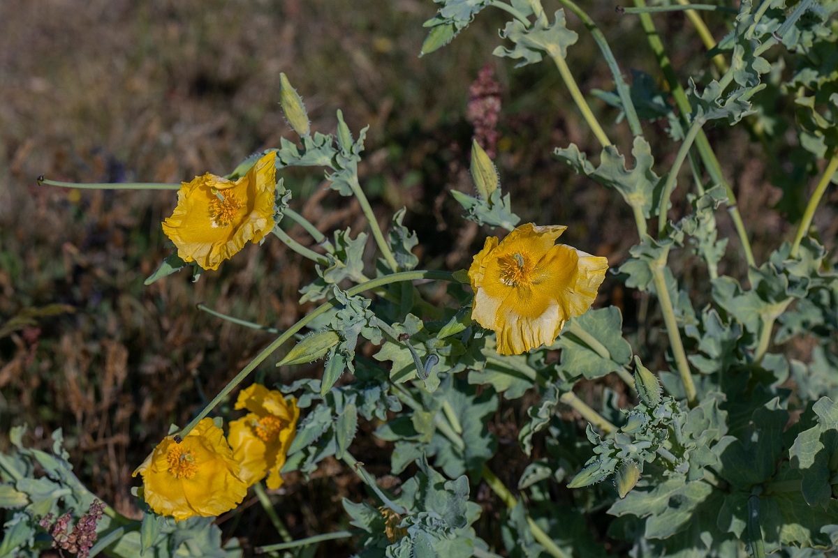 David Plant Photography - Wildlife Photography - Yellow horned poppy - A.JPG - Yellow horned poppy - Kent