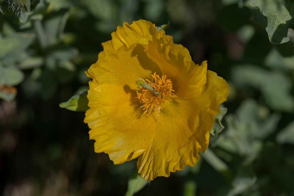 David Plant Photography - Wildlife Photography - Yellow horned poppy - B.JPG - Yellow horned poppy - Kent