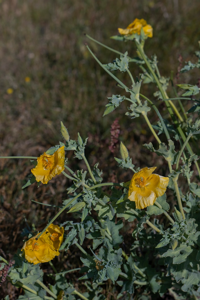 David Plant Photography - Wildlife Photography - Yellow horned poppy - C.JPG - Yellow horned poppy - Kent