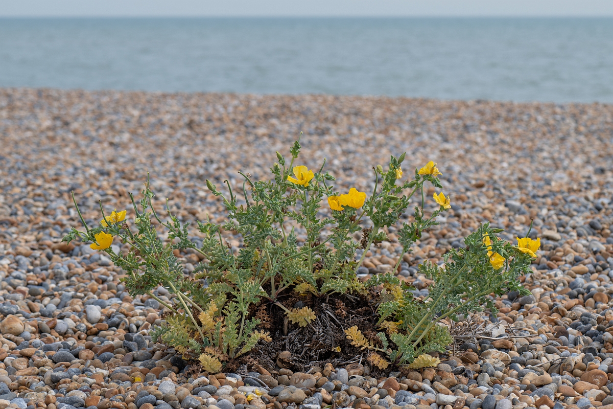 David Plant Photography - Wildlife Photography - Yellow horned poppy - D.jpg - Yellow horned poppy - Kent