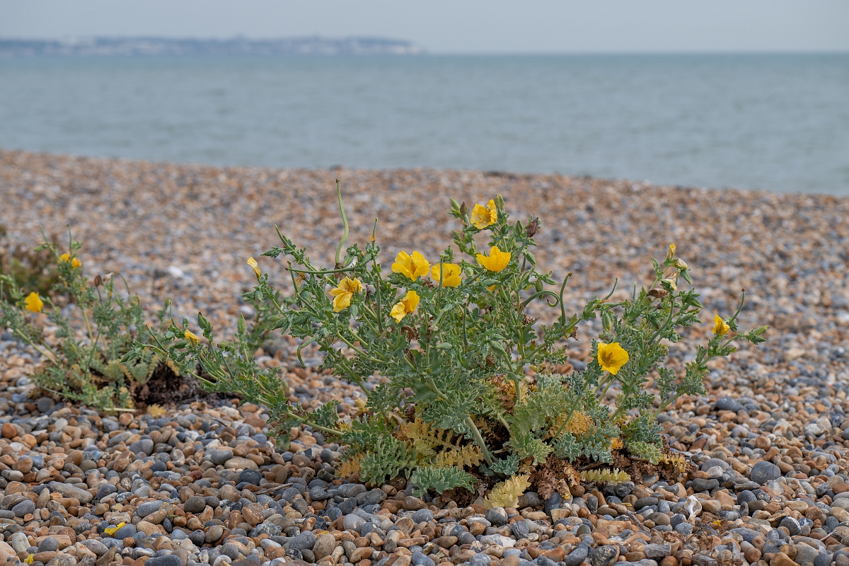 David Plant Photography - Wildlife Photography - Yellow horned poppy - E.jpg - Yellow horned poppy - Kent