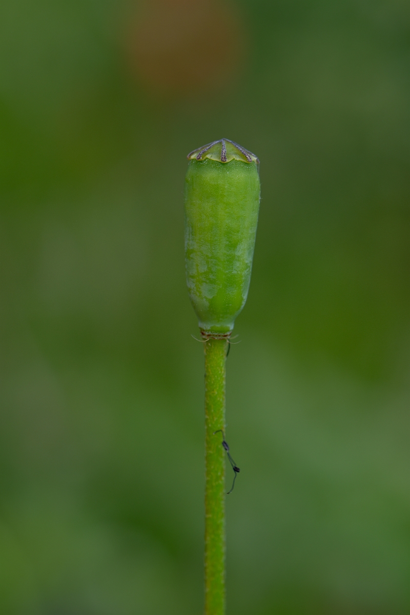 David Plant Photography - Wildlife Photography - Yellow-juiced poppy - C.jpg - Yellow-juiced poppy - Hertfordshire