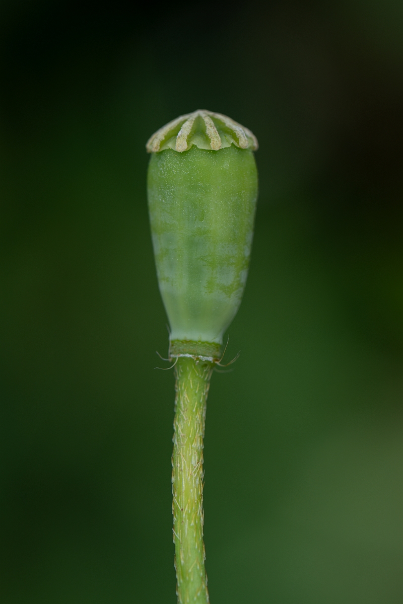 David Plant Photography - Wildlife Photography - Yellow-juiced poppy - D.jpg - Yellow-juiced poppy - Hertfordshire