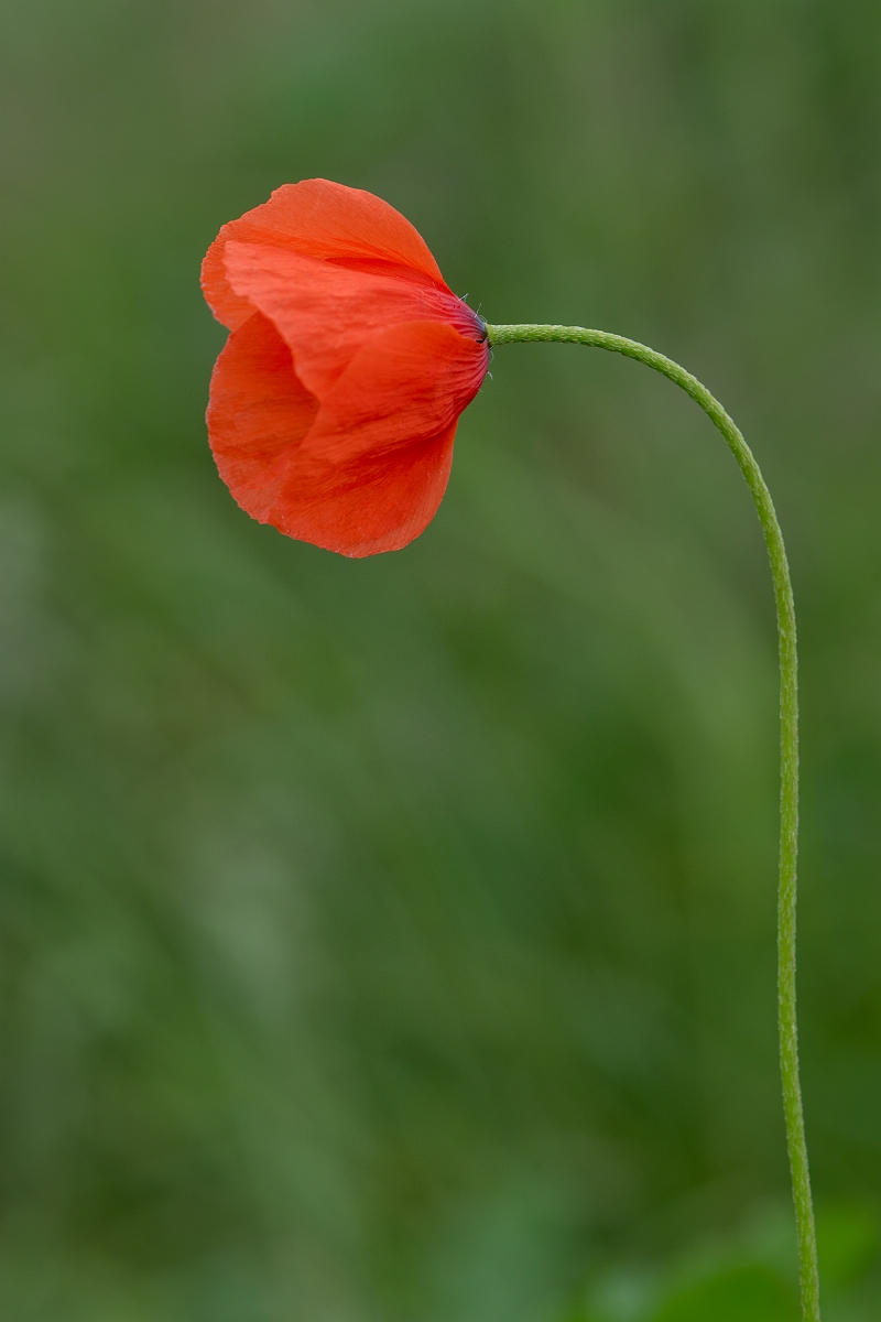 David Plant Photography - Wildlife Photography - Yellow-juiced poppy - F.jpg - Yellow-juiced poppy - Hertfordshire