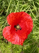 David Plant Photography - Wildlife Photographer - Common poppy flower - A