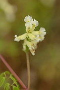 David Plant Photography - Wildlife Photography - Climbing corydalis - A