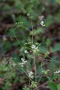 David Plant Photography - Wildlife Photography - Climbing corydalis - E