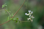 David Plant Photography - Wildlife Photography - Climbing corydalis - F