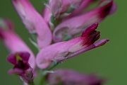 David Plant Photography - Wildlife Photography - Common fumitory - B