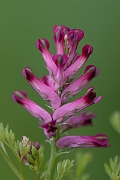 David Plant Photography - Wildlife Photography - Common fumitory - C