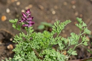 David Plant Photography - Wildlife Photography - Common fumitory - D
