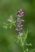 David Plant Photography - Wildlife Photography - Common fumitory - H
