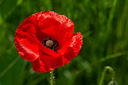 David Plant Photography - Wildlife Photography - Common poppy - D
