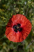 David Plant Photography - Wildlife Photography - Common poppy - H