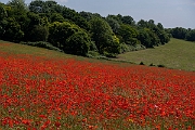 David Plant Photography - Wildlife Photography - Common poppy - I
