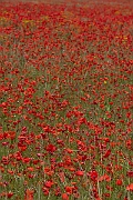 David Plant Photography - Wildlife Photography - Common poppy - K