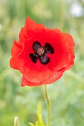 David Plant Photography - Wildlife Photography - Common poppy - M
