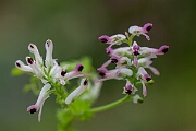 David Plant Photography - Wildlife Photography - Common ramping fumitory - C