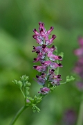 David Plant Photography - Wildlife Photography - Dense-flowered fumitory - D