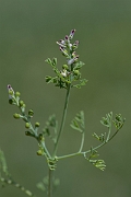 David Plant Photography - Wildlife Photography - Fine-leaved fumitory - A