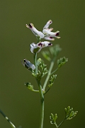 David Plant Photography - Wildlife Photography - Fine-leaved fumitory - B