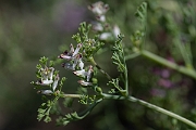 David Plant Photography - Wildlife Photography - Fine-leaved fumitory - D