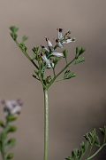 David Plant Photography - Wildlife Photography - Fine-leaved fumitory - E