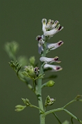 David Plant Photography - Wildlife Photography - Fine-leaved fumitory - I