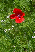 David Plant Photography - Wildlife Photography - Long-headed poppy - A