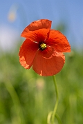 David Plant Photography - Wildlife Photography - Long-headed poppy - B