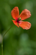 David Plant Photography - Wildlife Photography - Long-headed poppy - C
