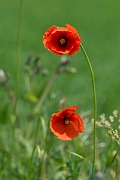 David Plant Photography - Wildlife Photography - Long-headed poppy - D