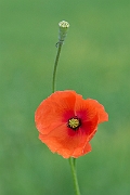 David Plant Photography - Wildlife Photography - Long-headed poppy - F